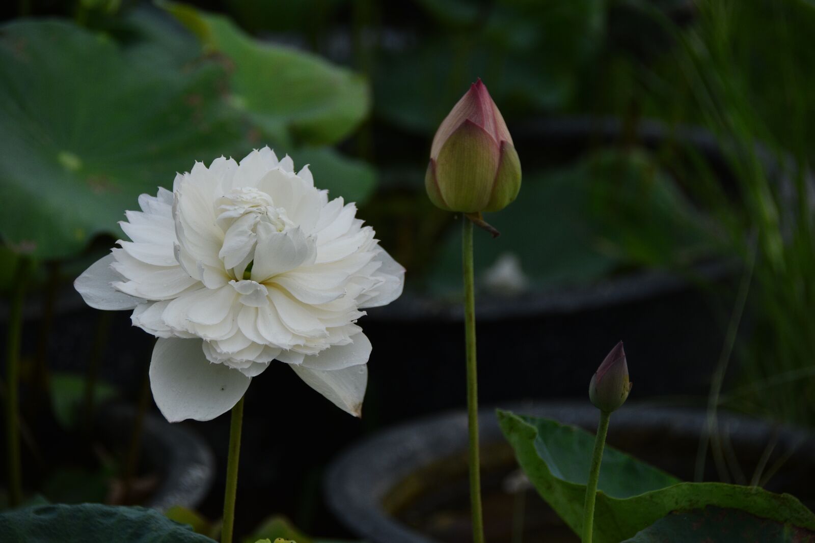 Nikon D7200 sample photo. Flower, bud, petals photography