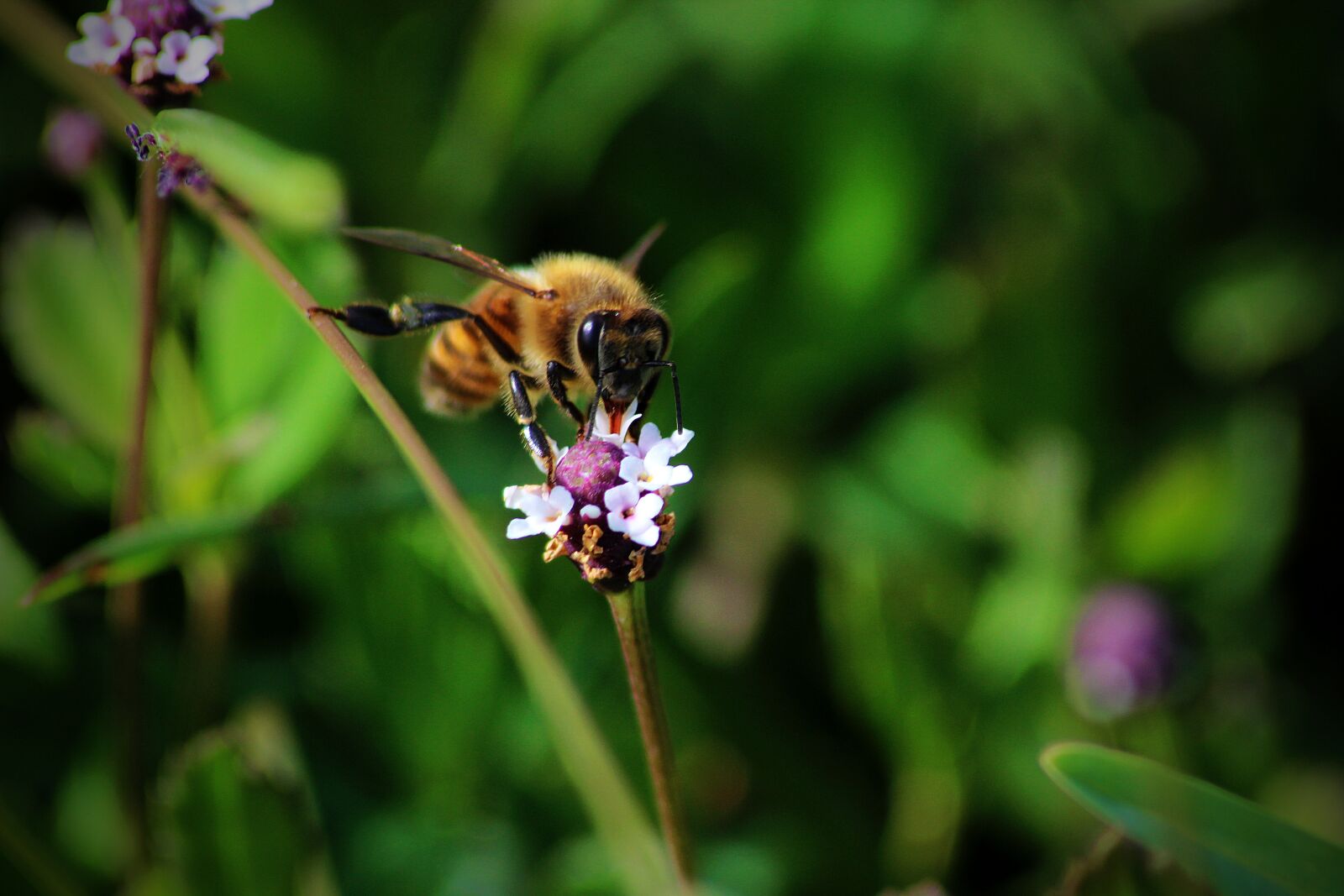 Canon EOS 600D (Rebel EOS T3i / EOS Kiss X5) sample photo. Bee, pollen, nectar photography