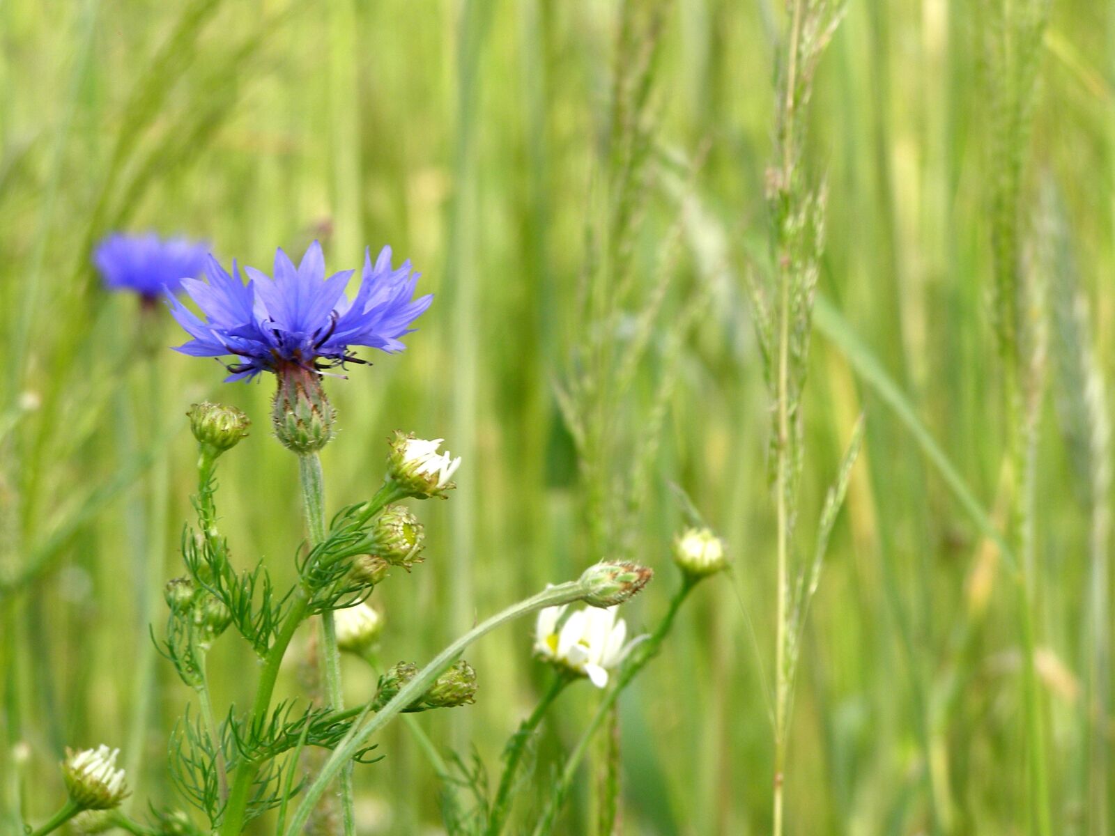Olympus SP500UZ sample photo. Cornflower, flowers, corn photography