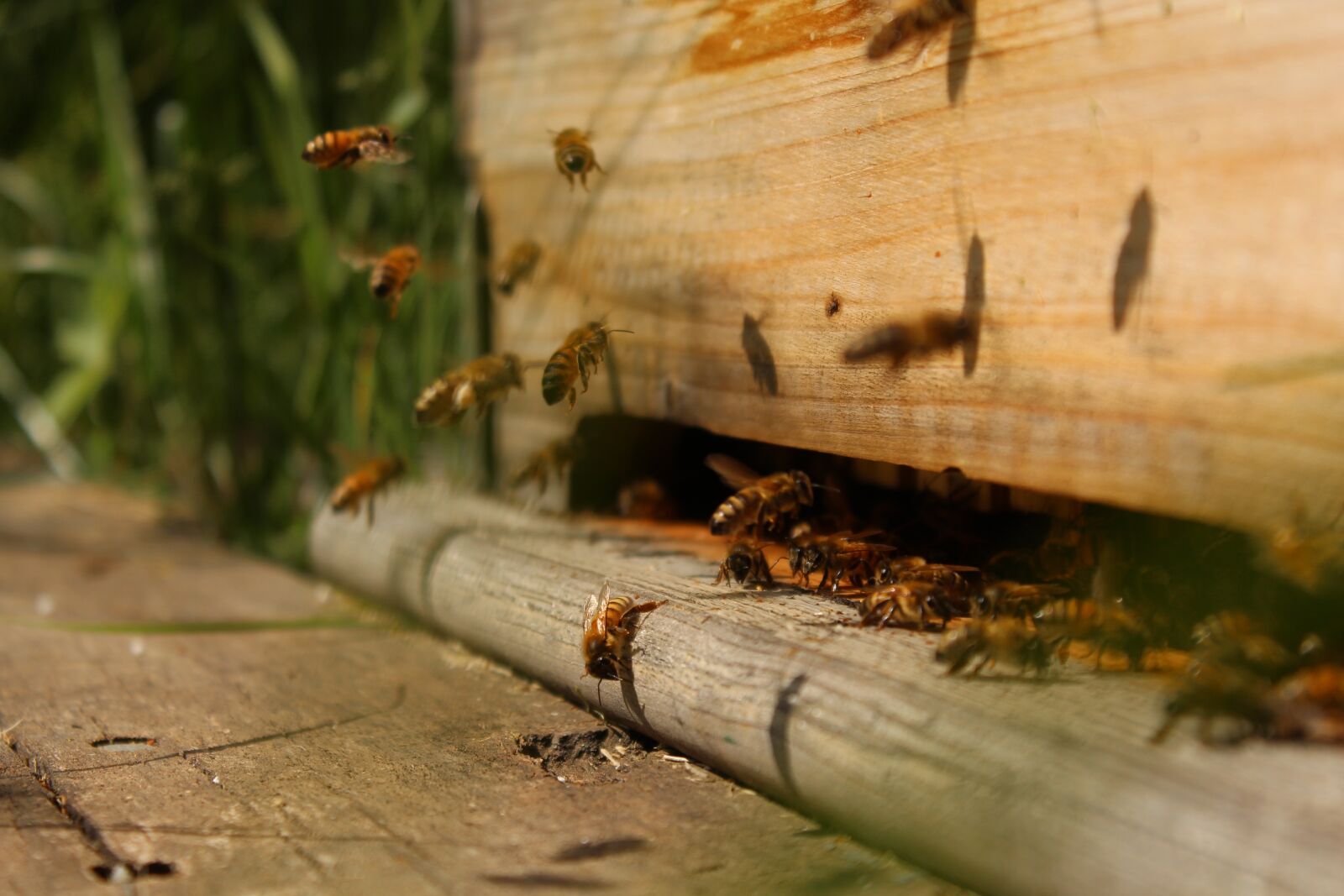Canon EOS 600D (Rebel EOS T3i / EOS Kiss X5) sample photo. Bee, macro, insect photography