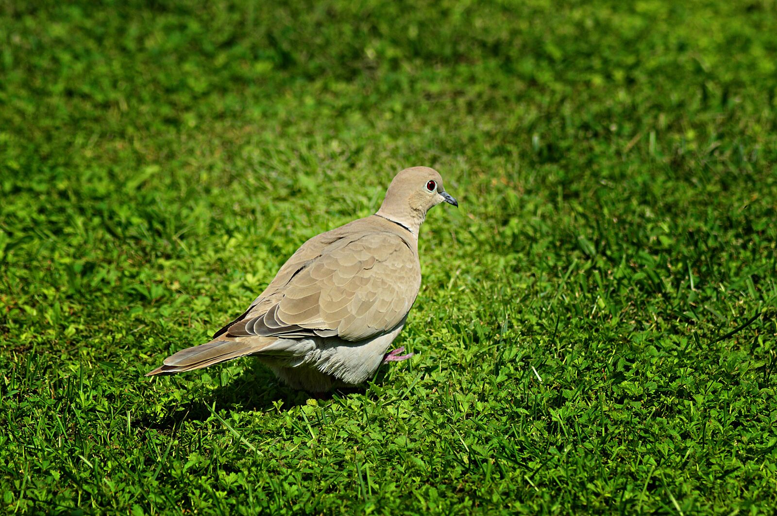 Nikon D3200 sample photo. Pigeon, turtledove, bird photography