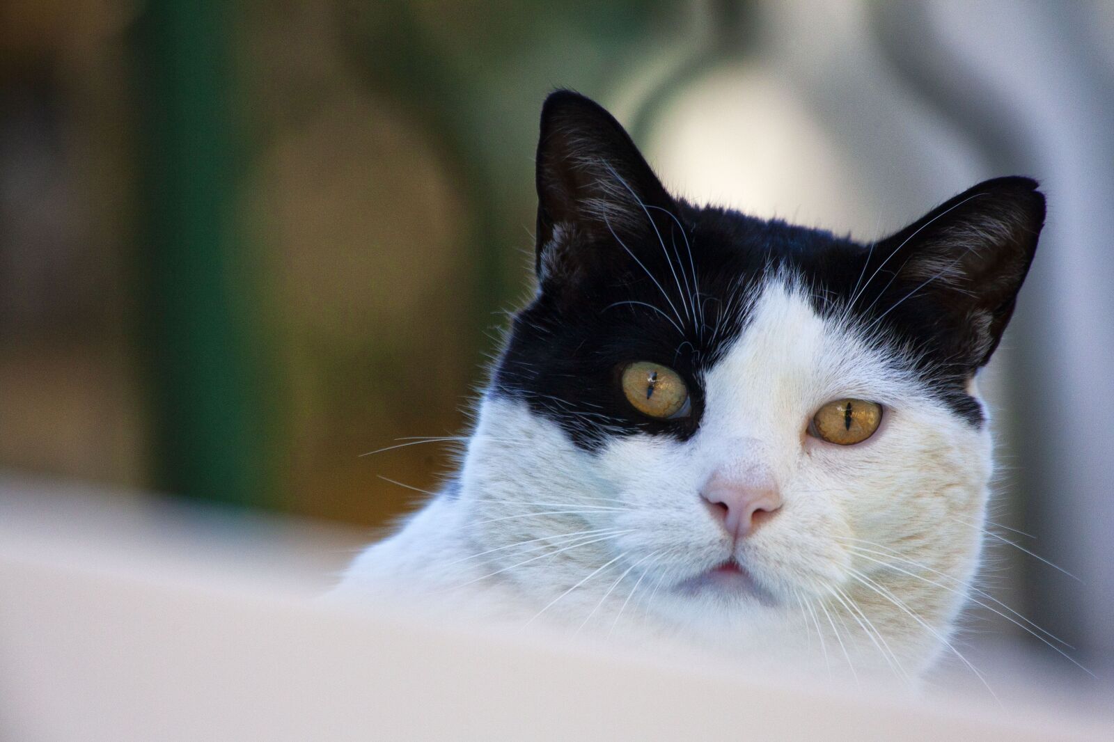 Canon EOS 5D Mark II sample photo. Cat, portrait, animal photography