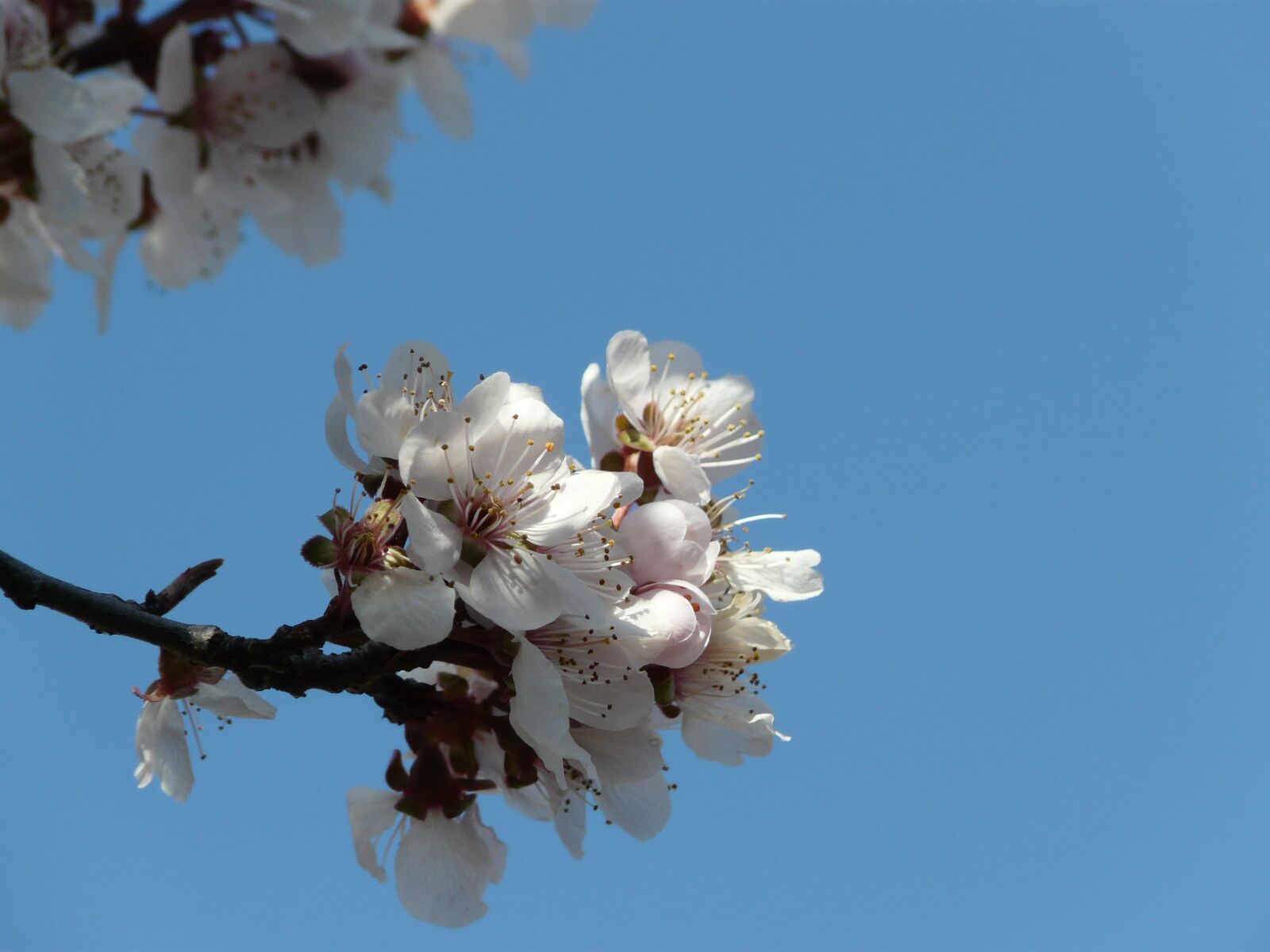 Panasonic DMC-FZ18 sample photo. Springtime, tree, blossoms photography