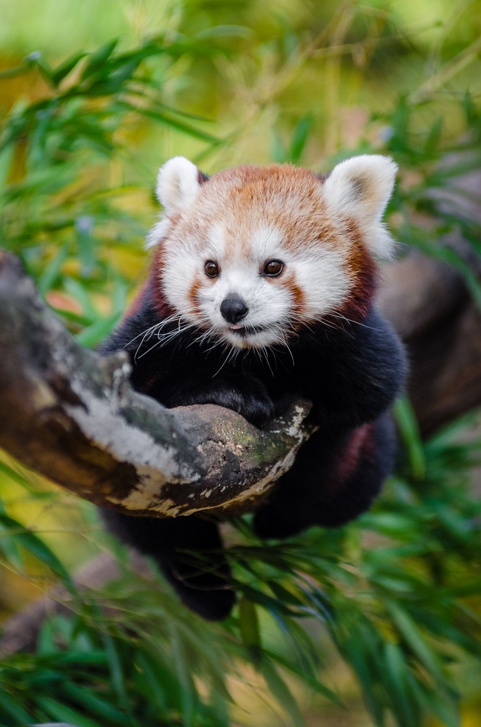 AF Zoom-Nikkor 80-200mm f/2.8 ED sample photo