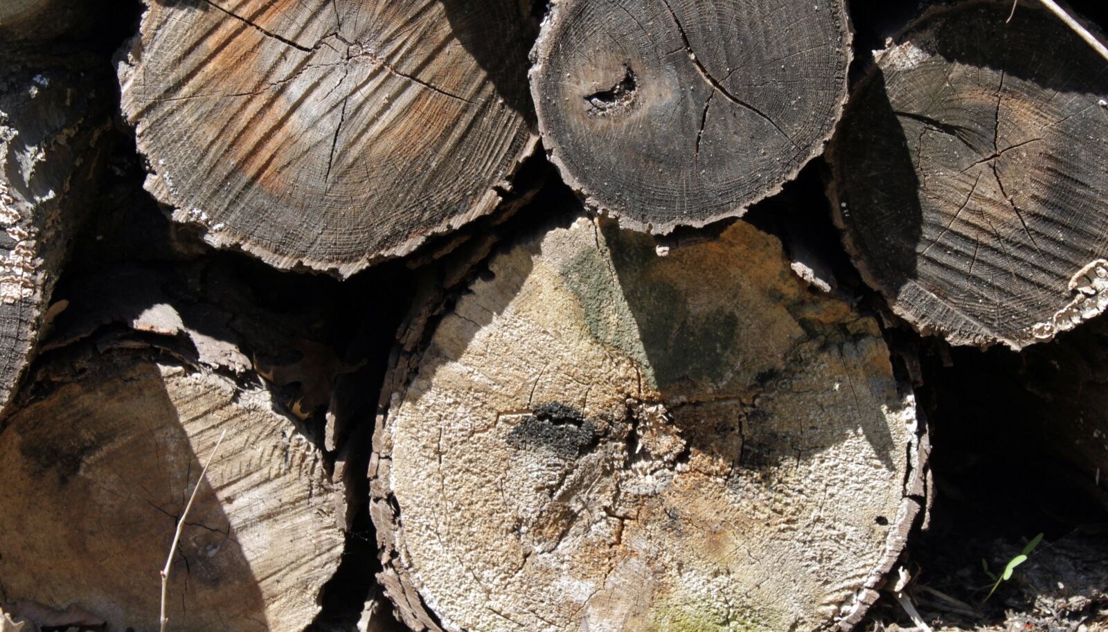 Canon EOS 500D (EOS Rebel T1i / EOS Kiss X3) sample photo. Logs, wood, cut photography