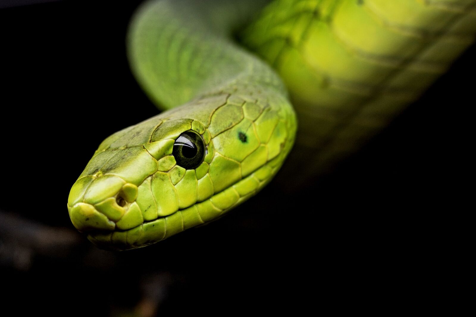 Canon EF-S 60mm F2.8 Macro USM sample photo. Snake, reptile, tree snake photography