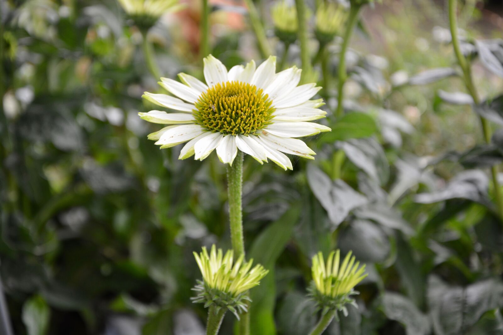 Nikon D5200 sample photo. Flower, plant, flower buds photography