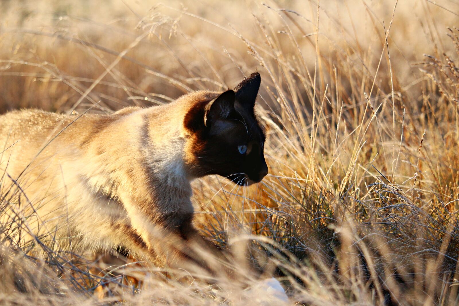 Canon EOS 100D (EOS Rebel SL1 / EOS Kiss X7) sample photo. Cat, mieze, kitten photography