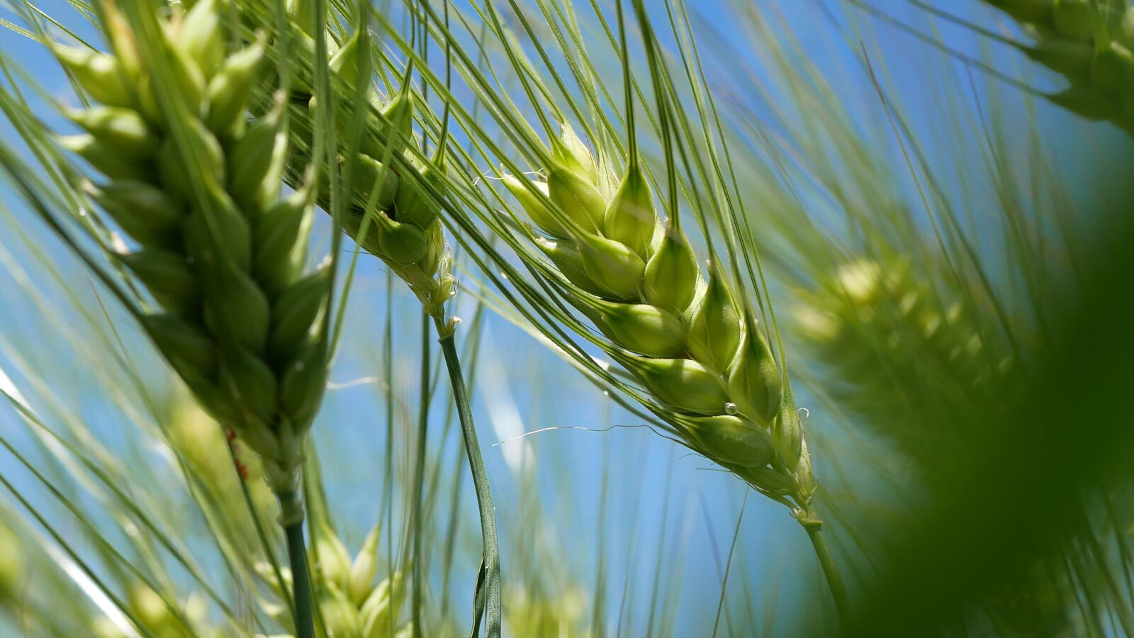 Panasonic Lumix DMC-GX85 (Lumix DMC-GX80 / Lumix DMC-GX7 Mark II) sample photo. Barley, agriculture, field photography