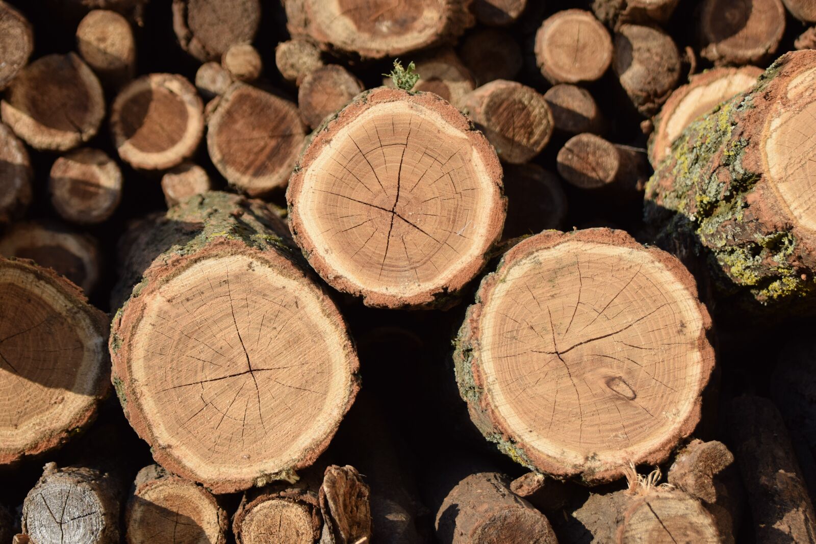 Nikon D5300 sample photo. Brown, log, wood photography