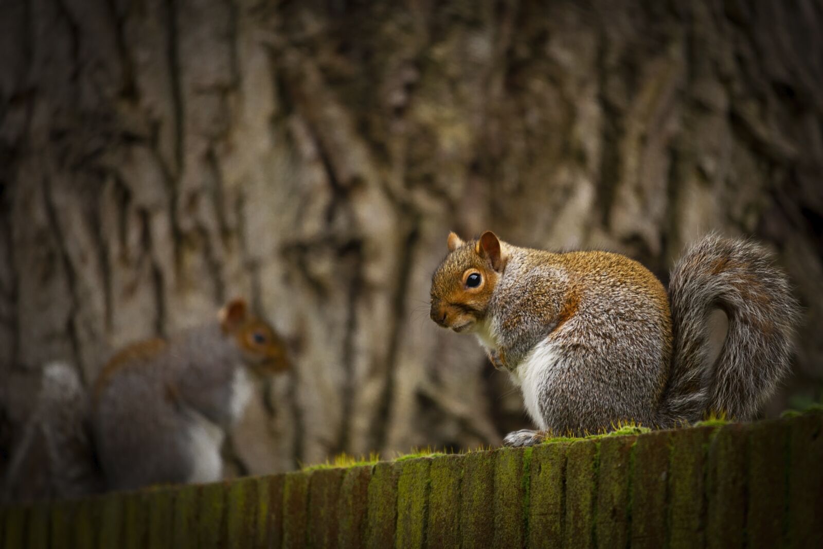 Canon EOS 7D + Canon EF-S 55-250mm F4-5.6 IS STM sample photo. The squirrel, animal, nature photography