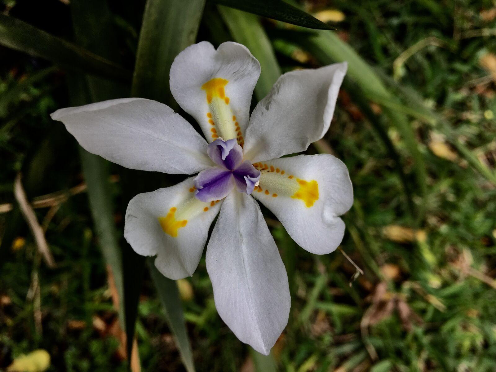 Apple iPhone 6s Plus sample photo. Orchid, flower, flowers photography