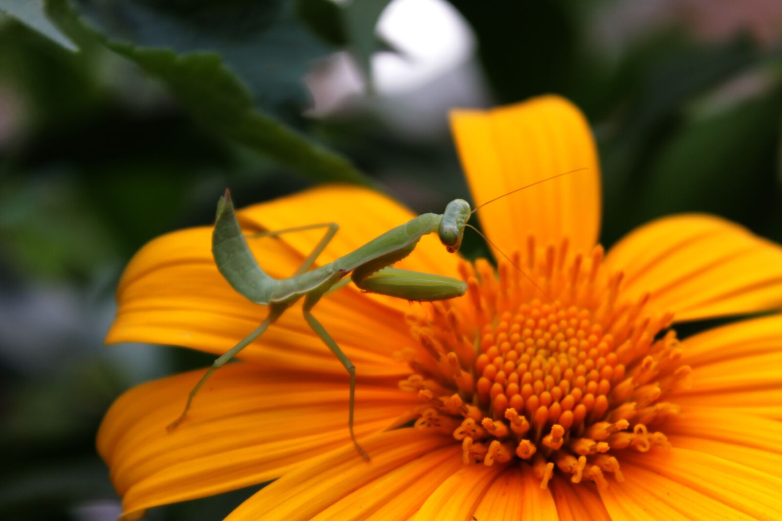 Canon EOS 1100D (EOS Rebel T3 / EOS Kiss X50) sample photo. Praying mantis, insect, animal photography