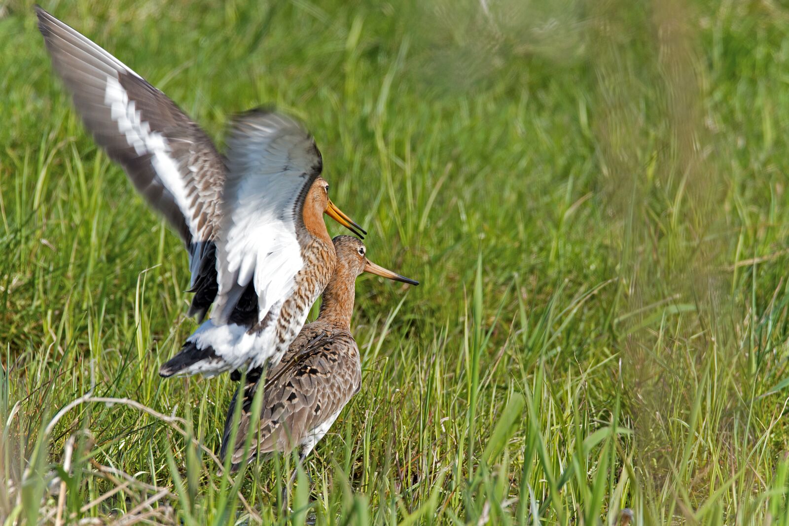 Nikon D750 sample photo. Shore snipe, birds, animals photography