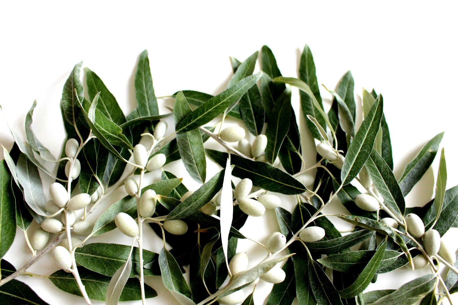 Canon EOS 700D (EOS Rebel T5i / EOS Kiss X7i) sample photo. Olive leaf, olives, plant photography