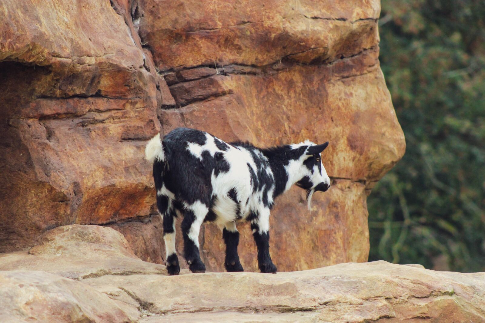 Canon EOS 600D (Rebel EOS T3i / EOS Kiss X5) sample photo. Mountain goat, goat, rock photography