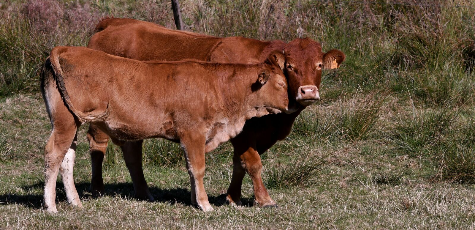 Nikon D500 sample photo. Cow, calf, mammal photography