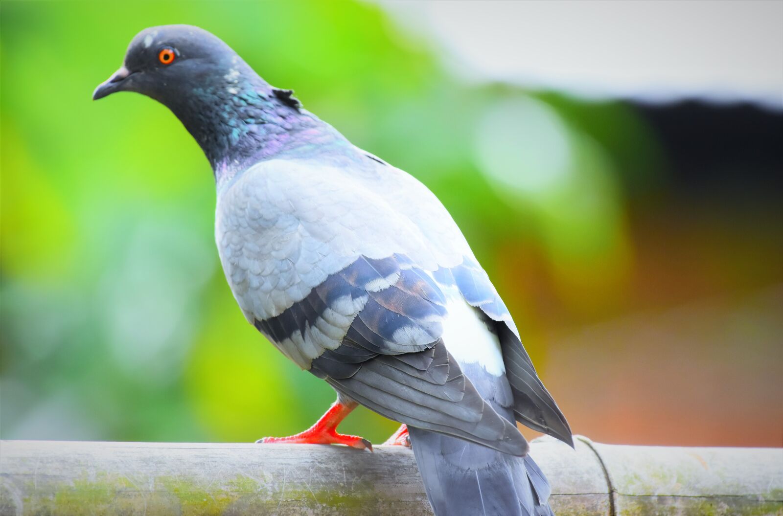 Nikon D5600 sample photo. Bird, animal, wildlife photography