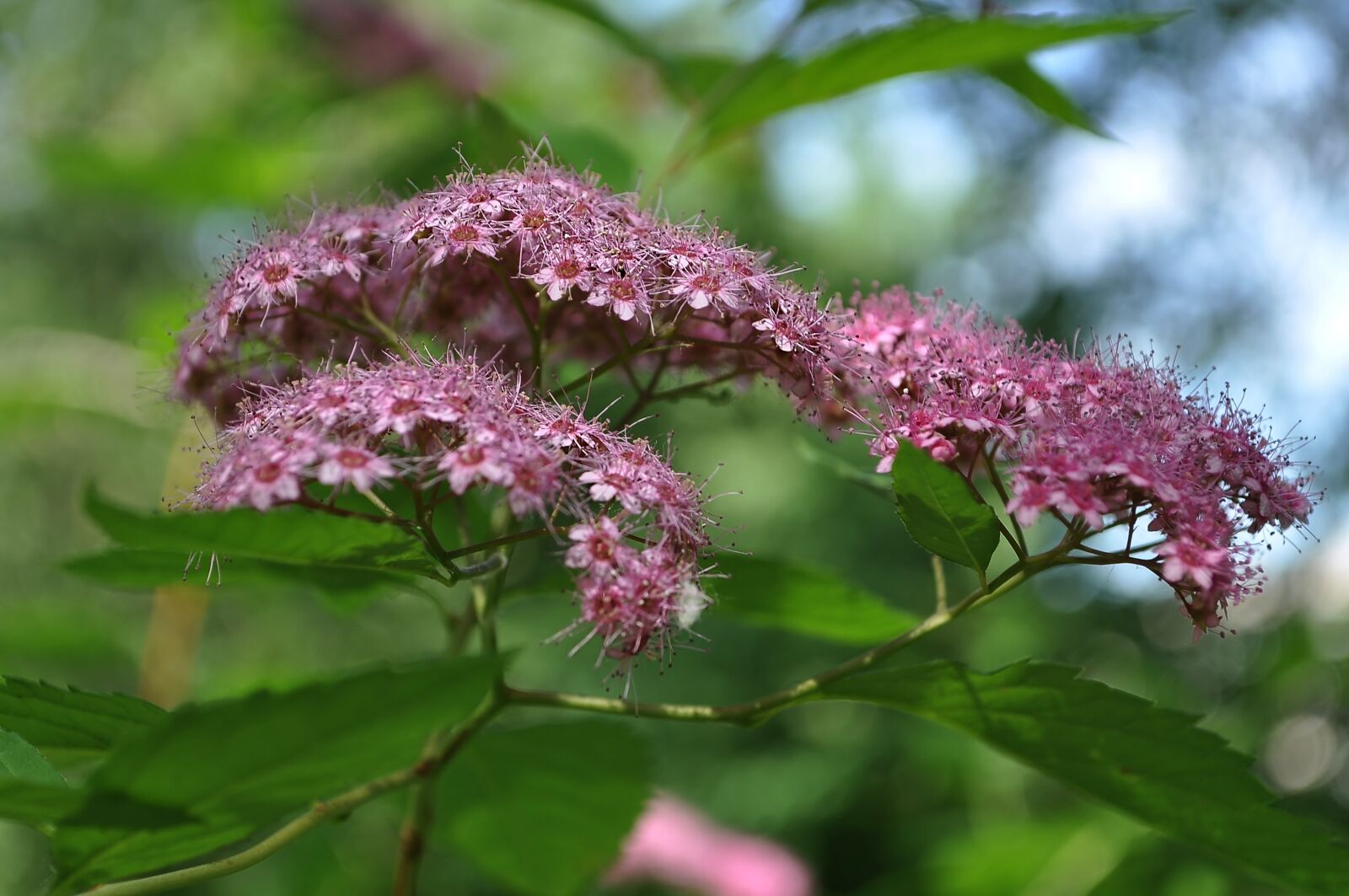 Nikon D90 sample photo. Pink, flowers, spring photography