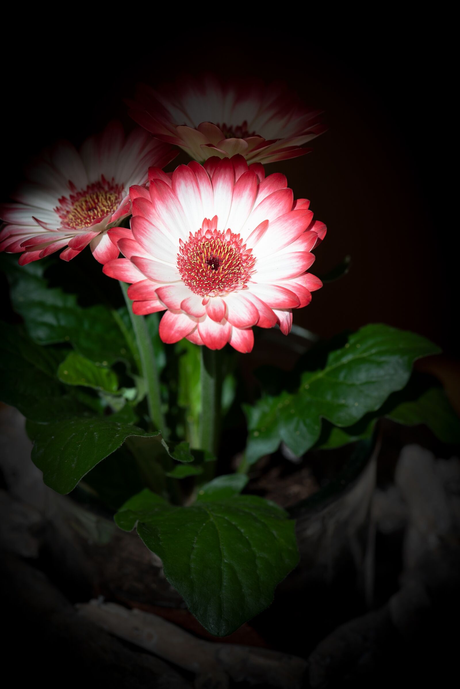Nikon D750 sample photo. Flower, blossom, bloom photography