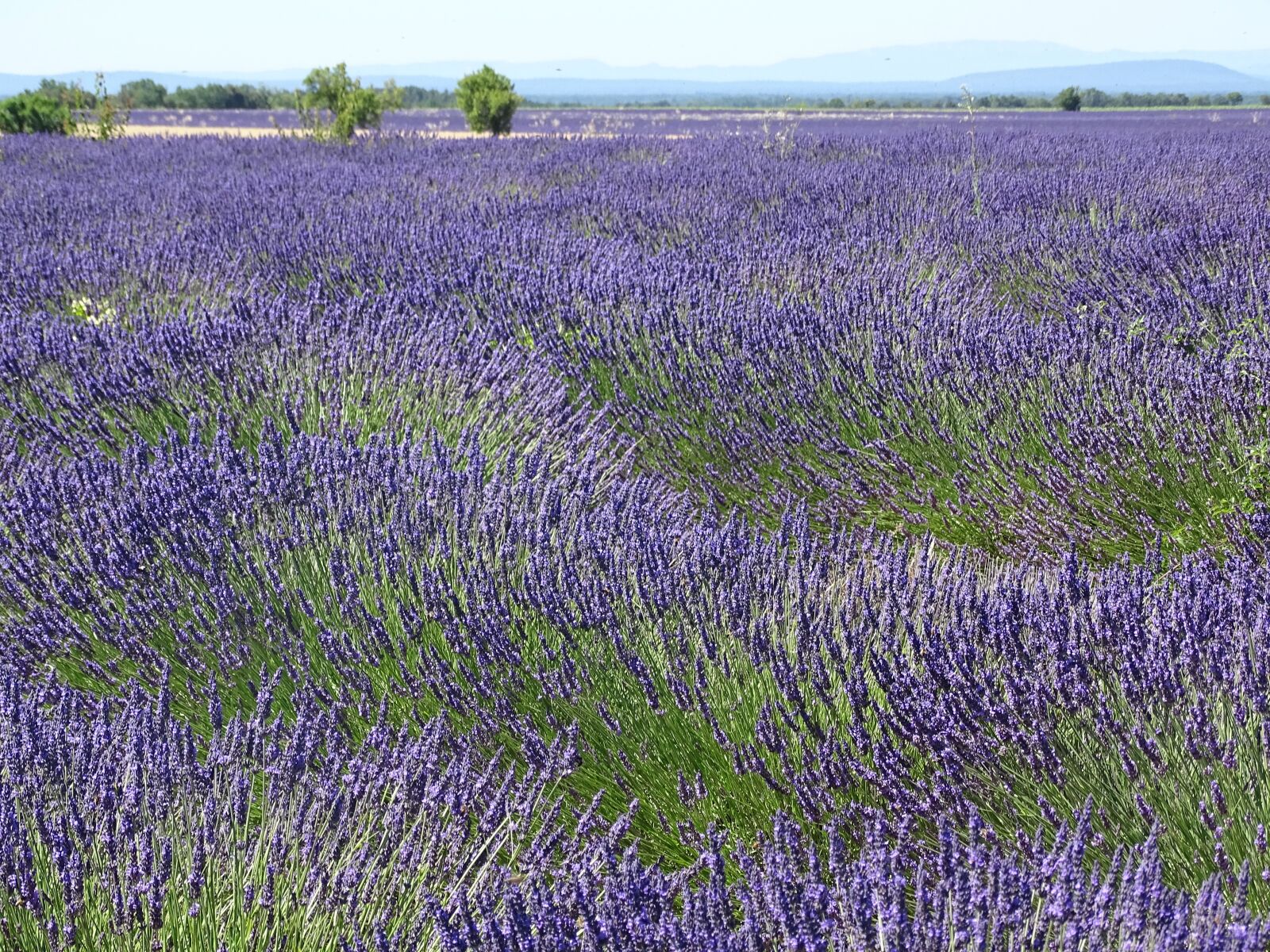 Sony Cyber-shot DSC-HX400V sample photo. Lavender, field, fragrance photography