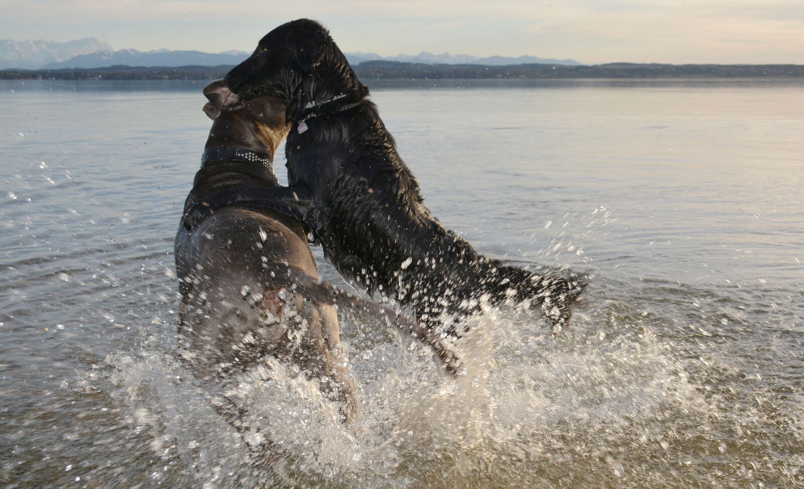 Nikon D7100 sample photo. Dogs, fight, starnberger see photography