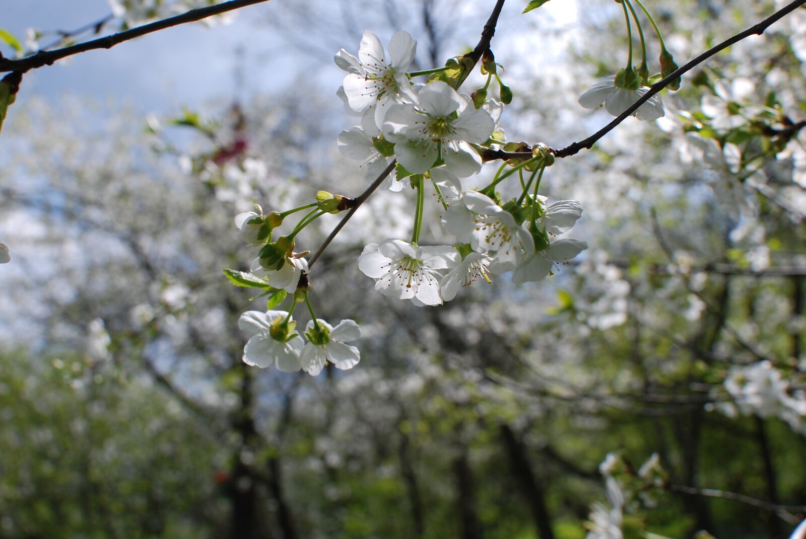 Nikon D80 sample photo. Spring, cherry, flowers photography