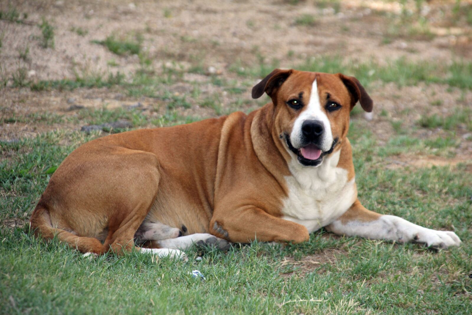 Canon EOS 60D sample photo. Dog, pet, rocky photography