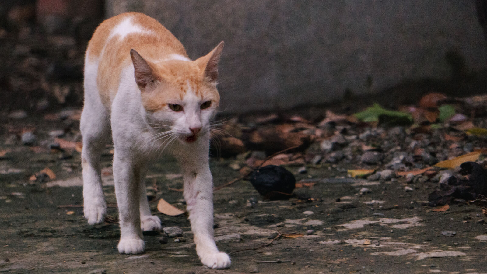 Sony ZV-E10 sample photo