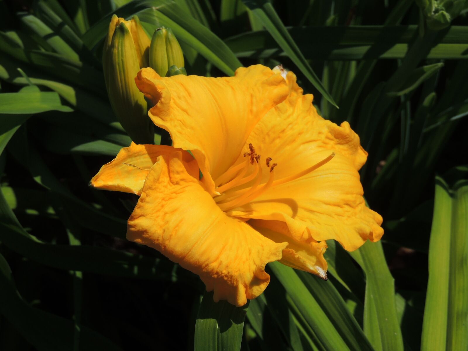 Nikon Coolpix P510 sample photo. Flower, yellow flower, flowers photography