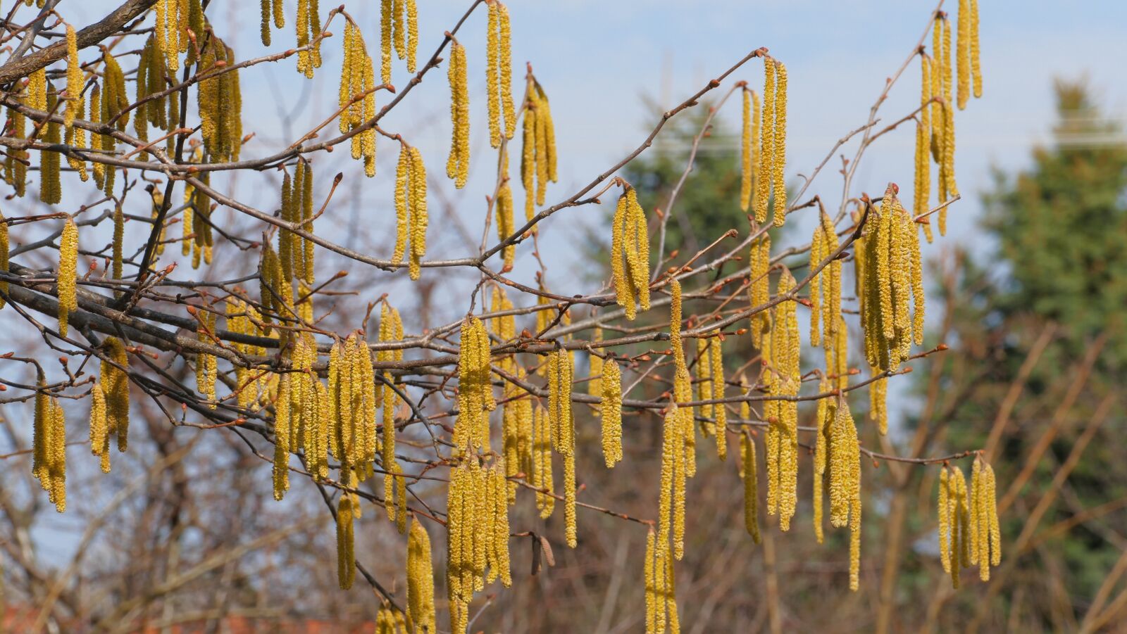 Panasonic Lumix DMC-FZ1000 sample photo. Hazel, spring, tree photography