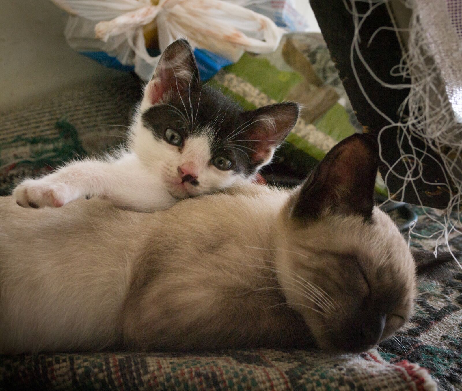 Nikon D3100 sample photo. Gatos, cat, filhote photography