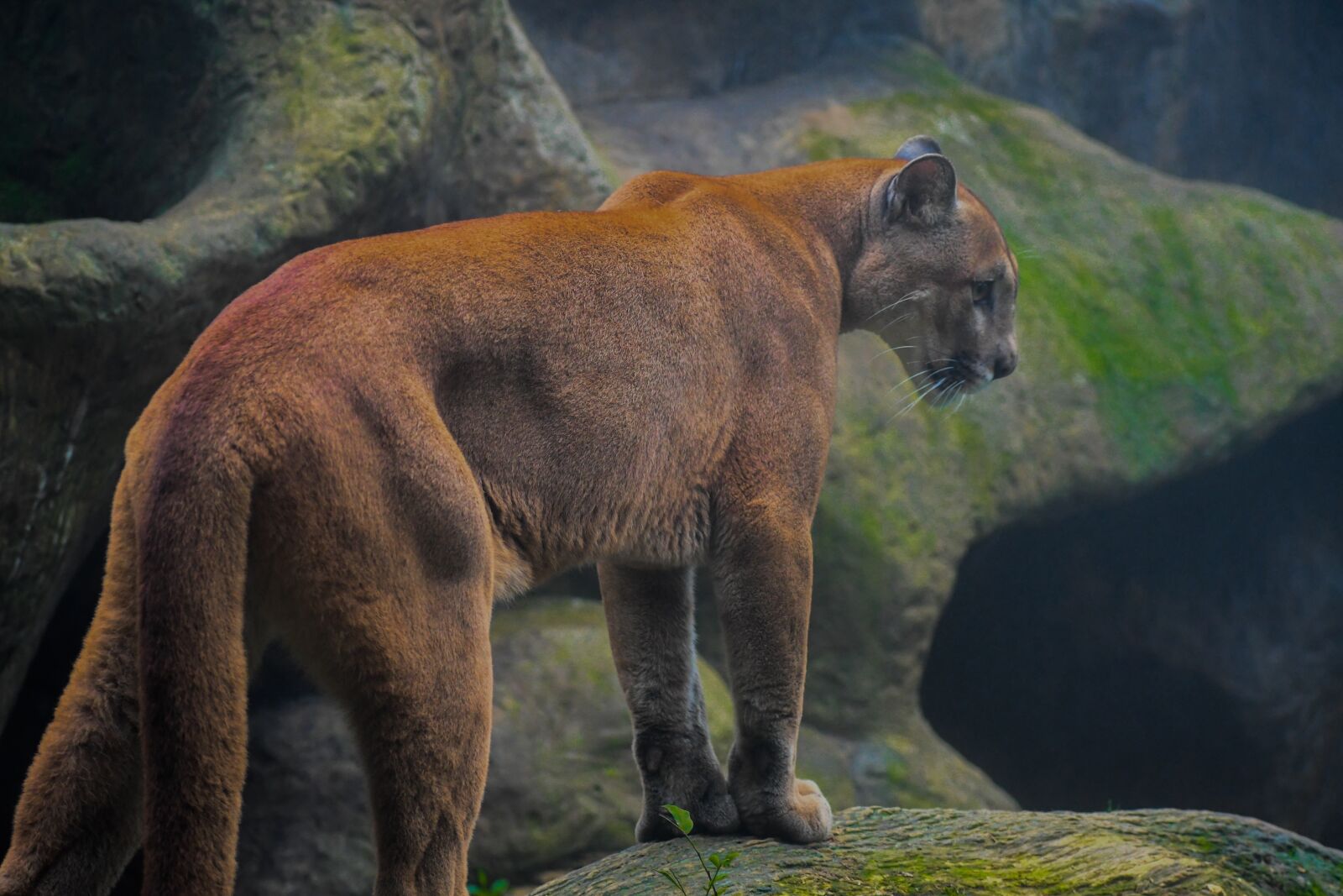 Nikon D7500 sample photo. Puma, animal, feline photography
