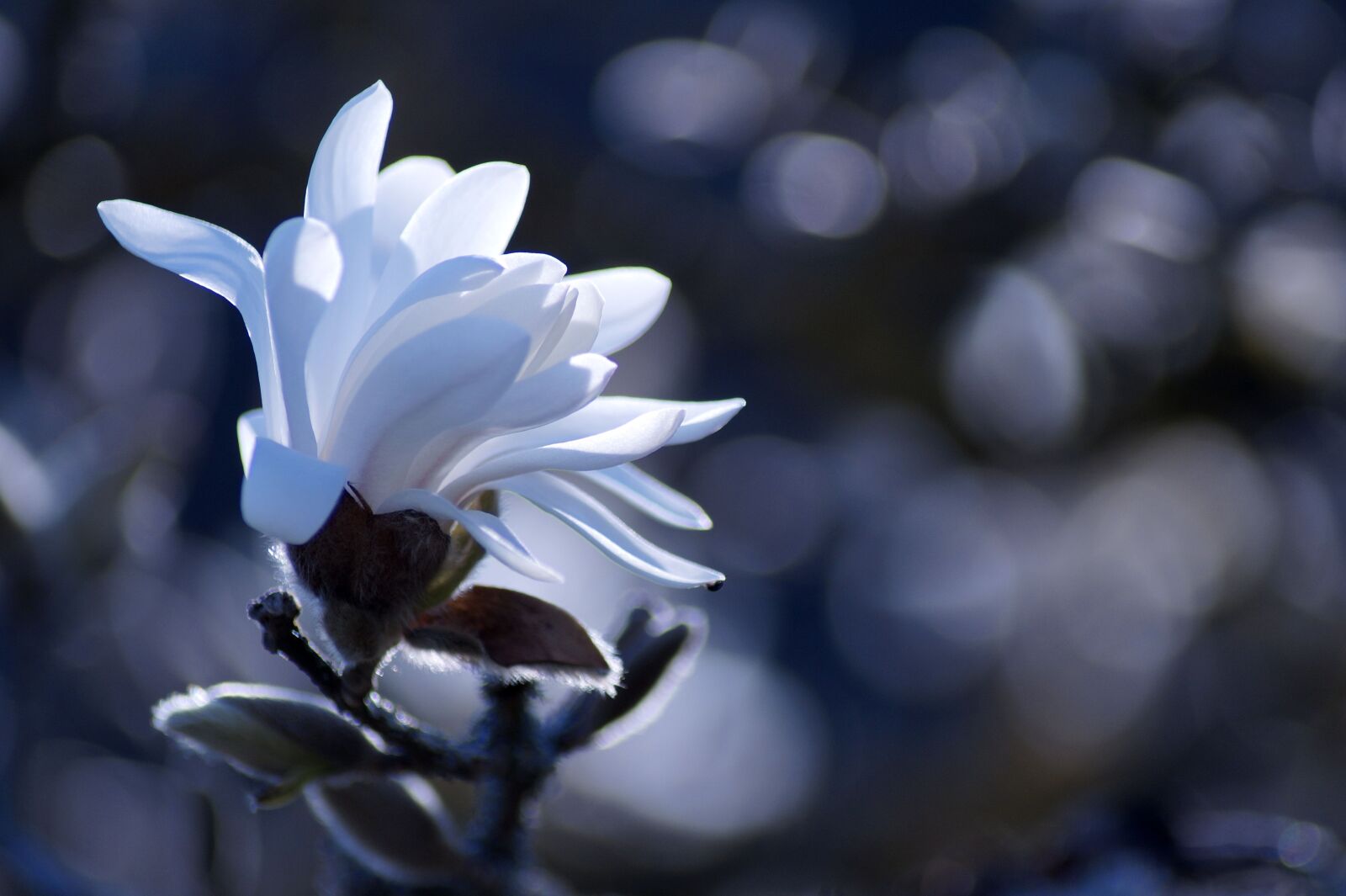 Sony SLT-A58 sample photo. Magnolia, flower, spring photography