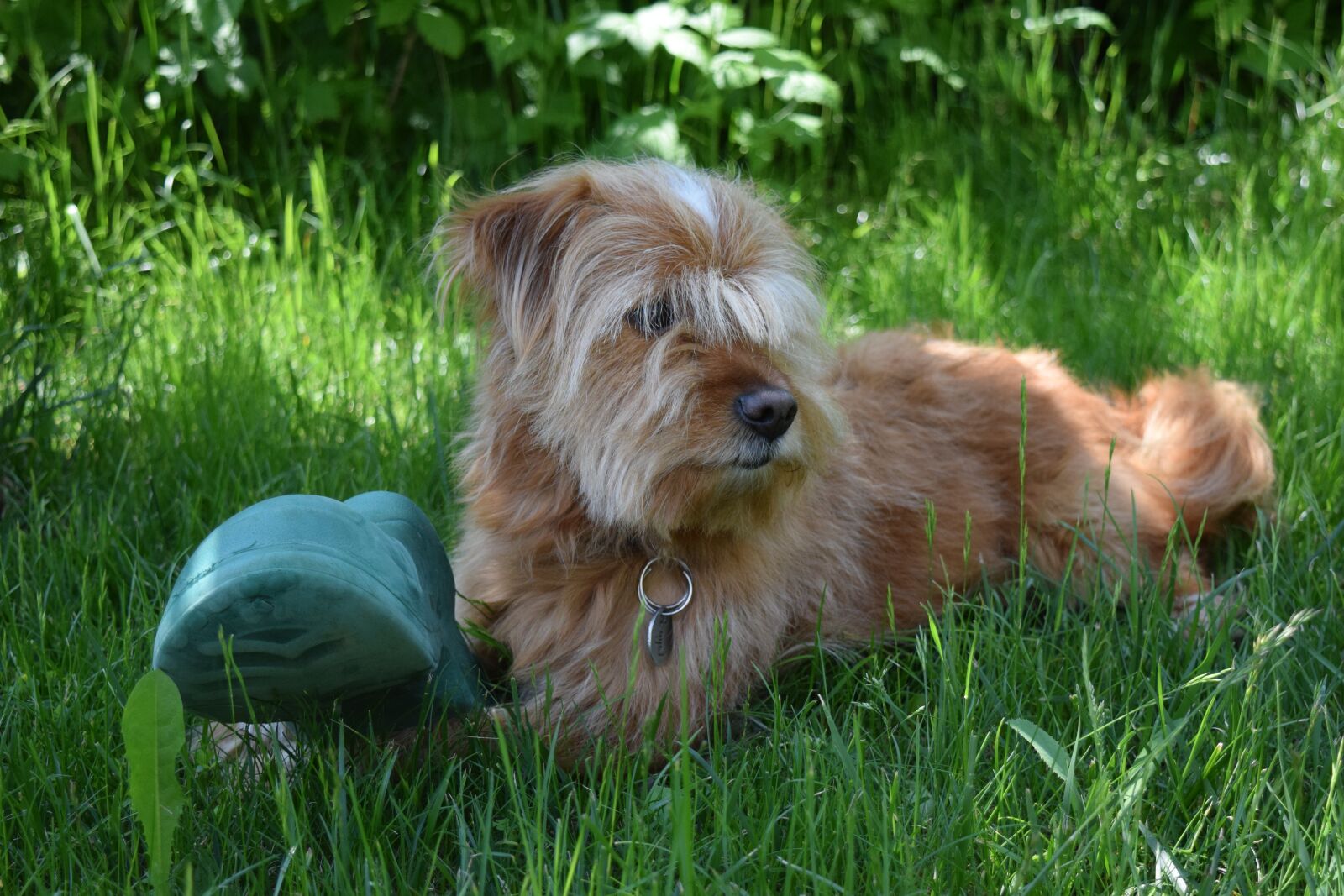 Nikon D3300 sample photo. Dog, hybrid, pet photography
