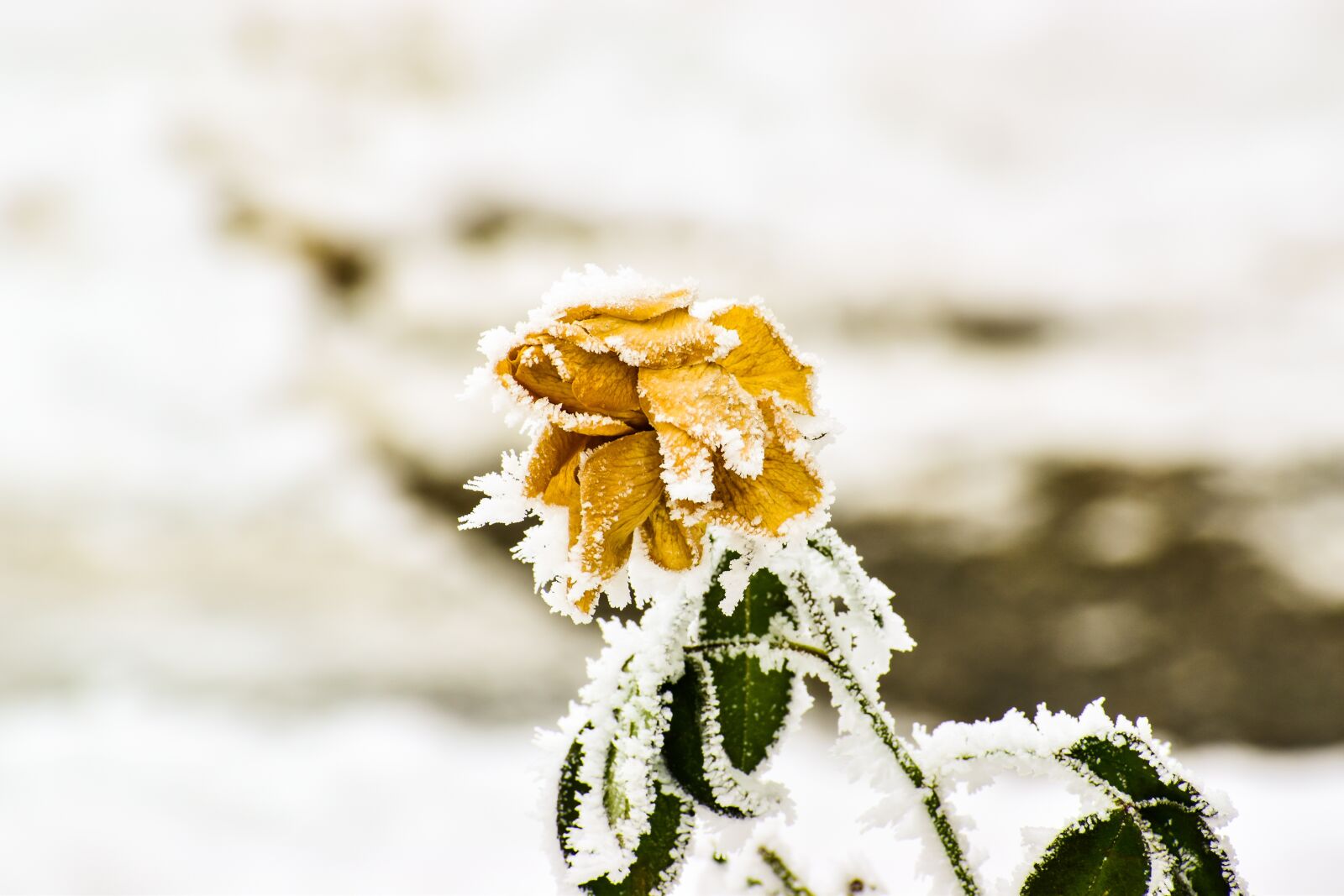 Nikon D5600 sample photo. Rose, frozen, winter photography