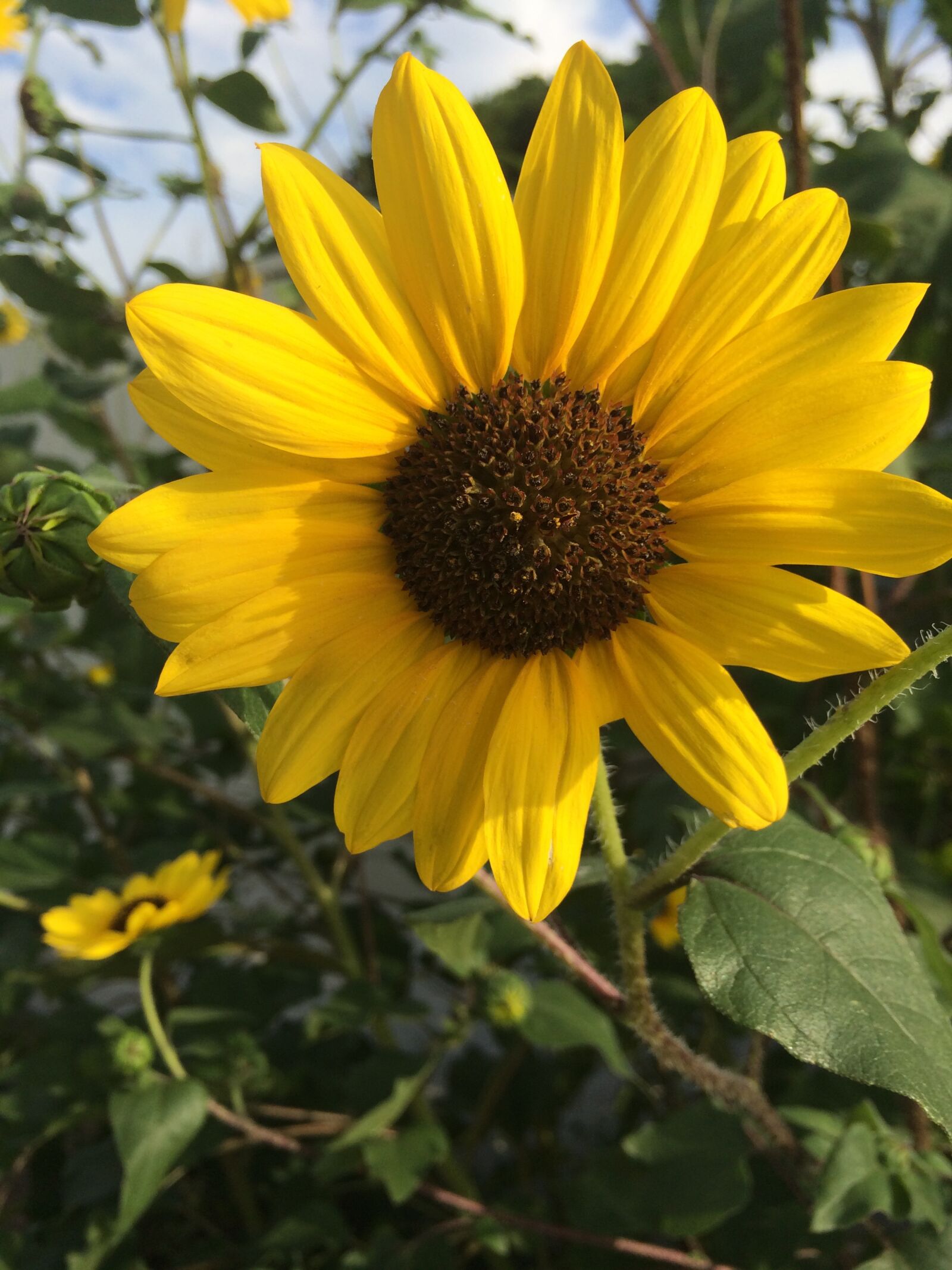 iPhone 5s back camera 4.12mm f/2.2 sample photo. Yellow, bloom, summer photography