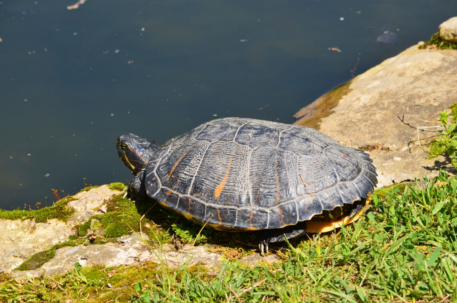 Nikon D5100 sample photo. Red eared turtle, reptile photography