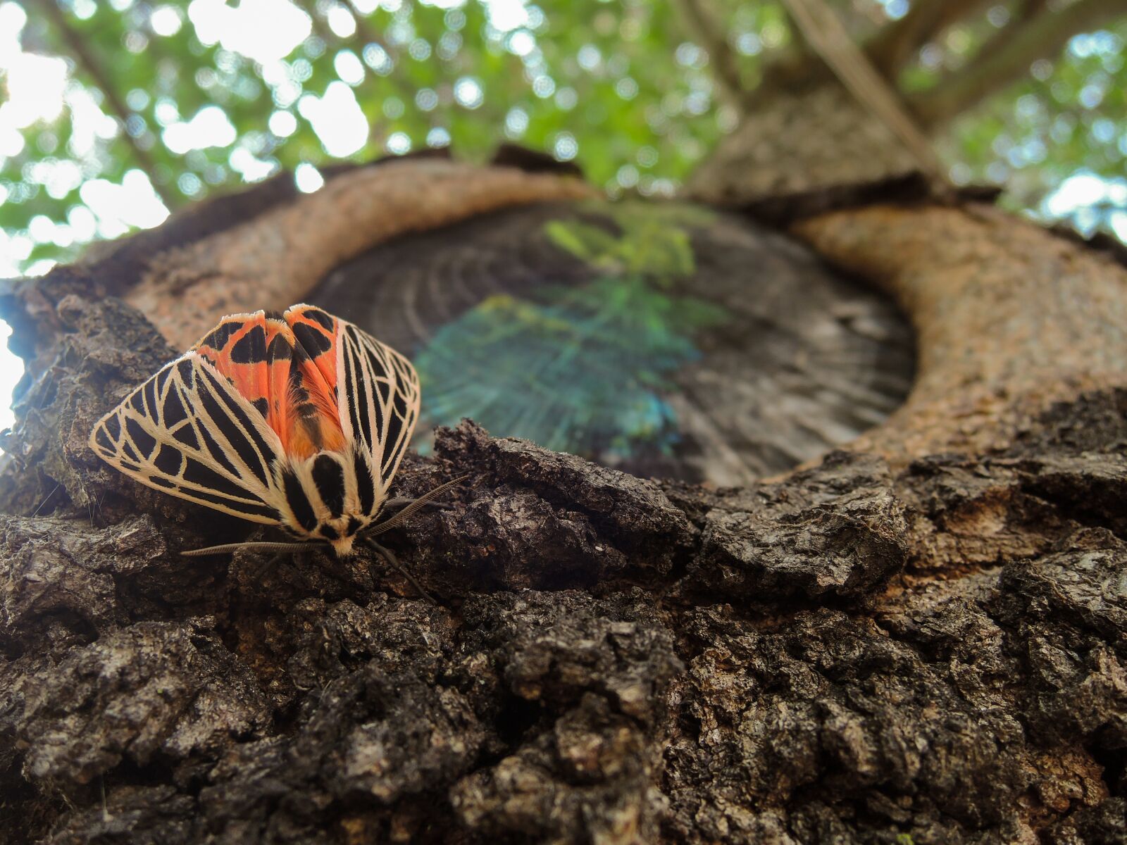 Nikon Coolpix P330 sample photo. Moth, tree, insect photography