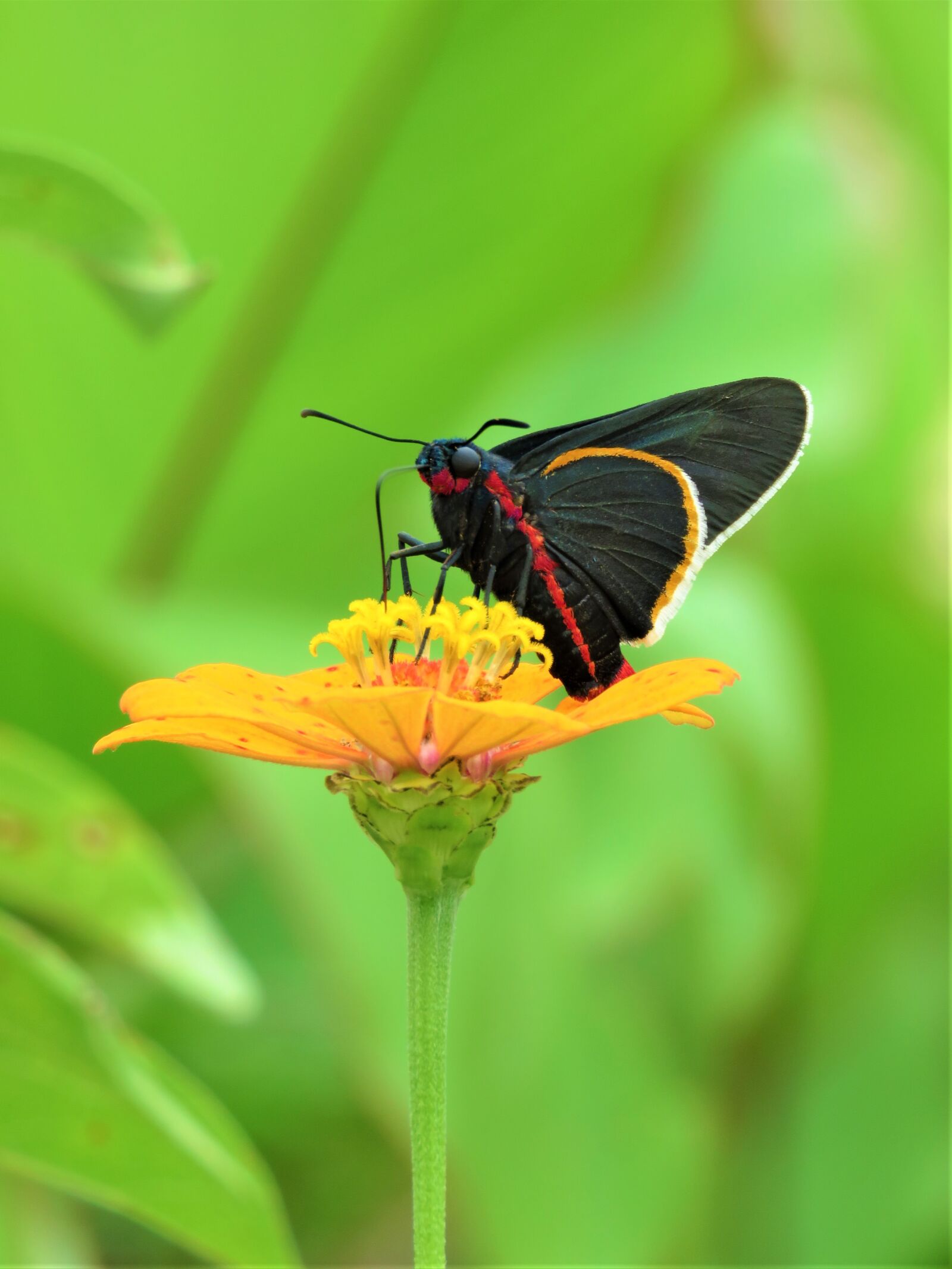 Canon PowerShot SX60 HS sample photo. Butterfly, flower, insect photography