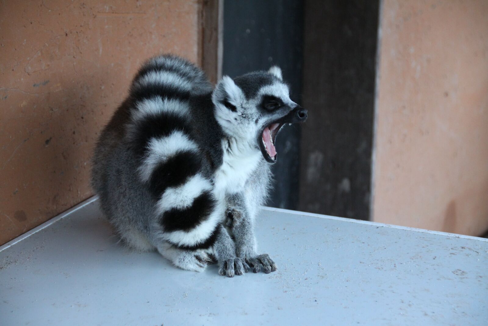 Canon EOS 50D sample photo. Lemur, animal, madagascar photography