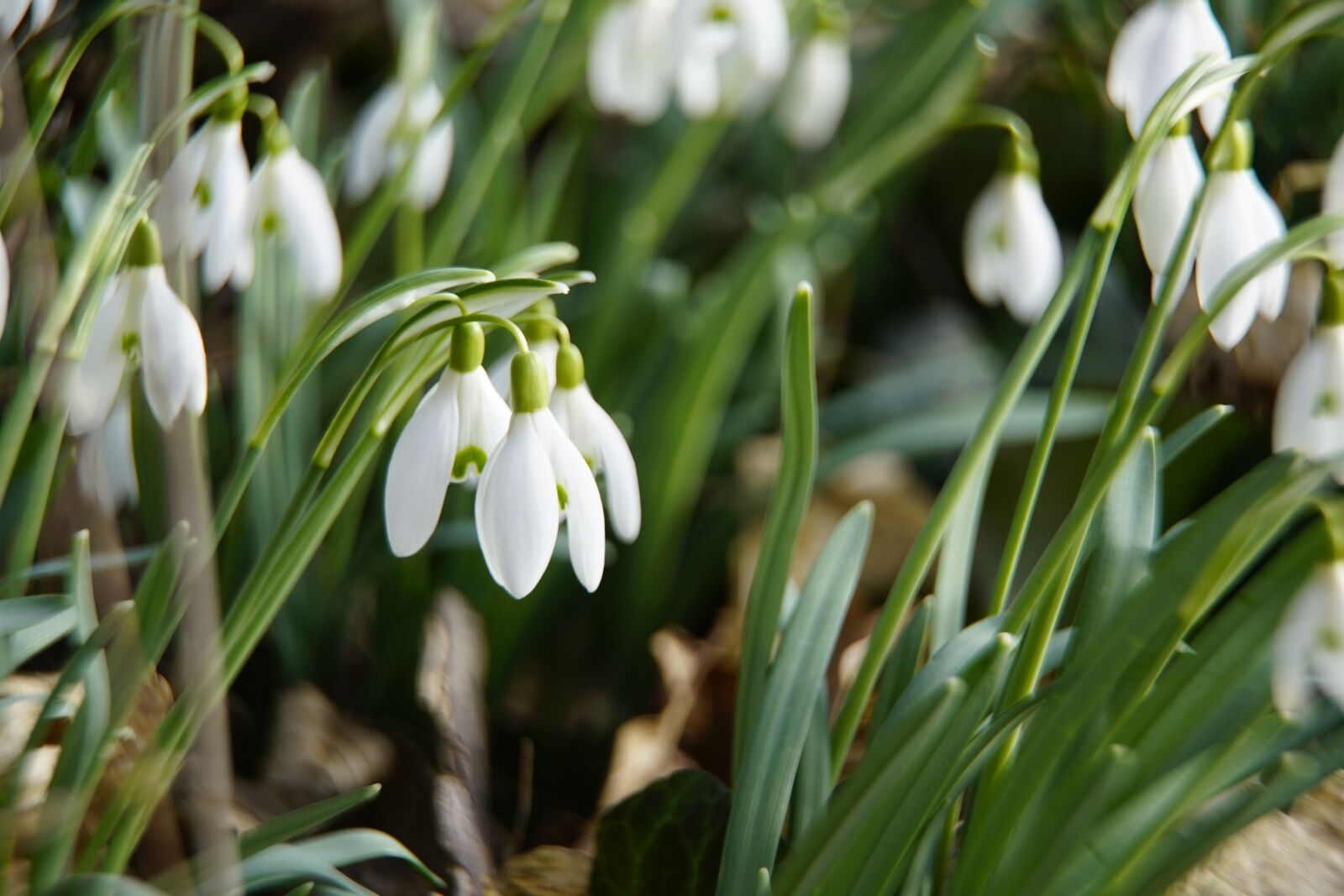Sony a7R II + Sony E PZ 18-105mm F4 G OSS sample photo. Snowdrops, snow, drops photography