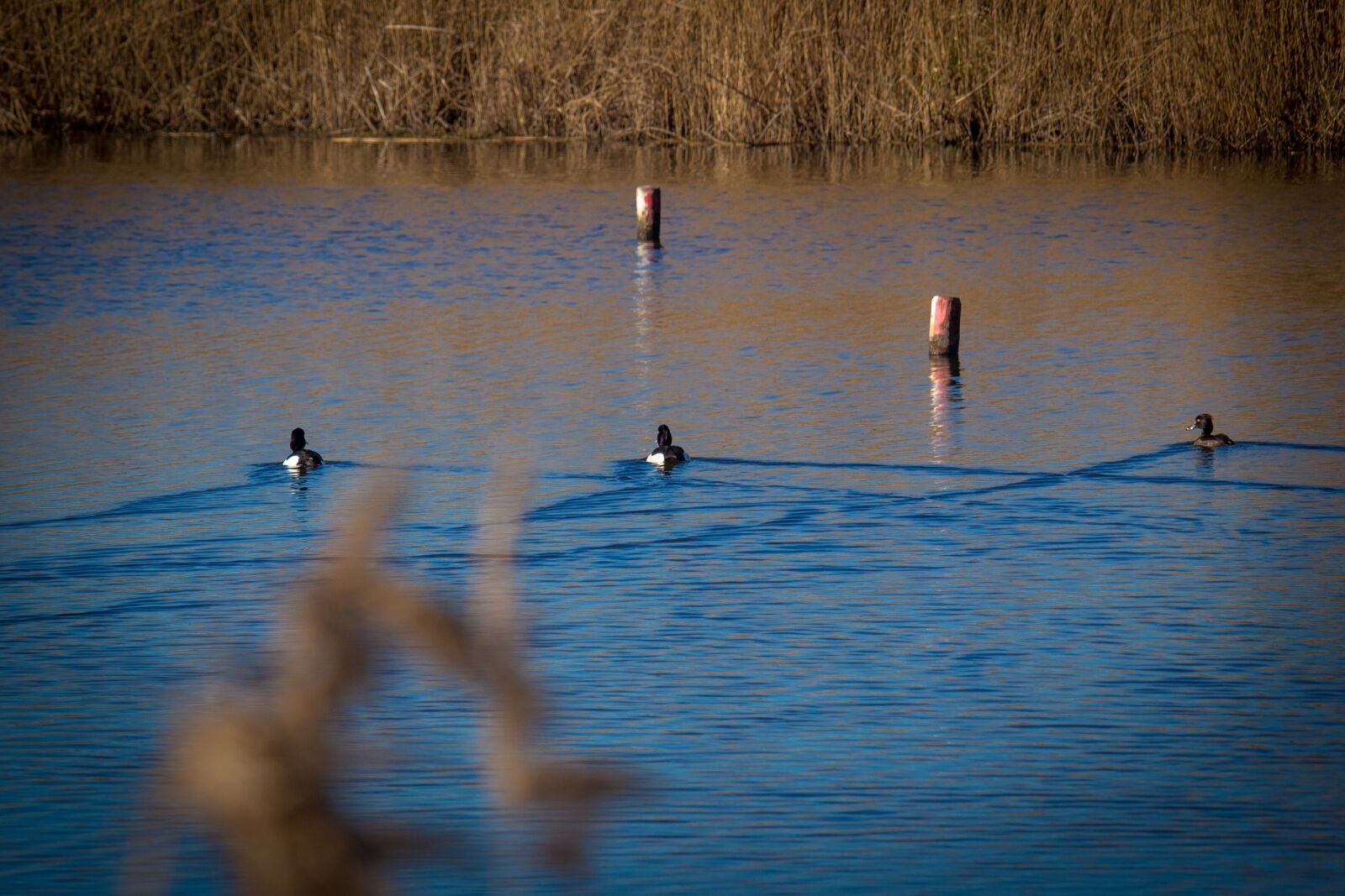 Canon EOS 100D (EOS Rebel SL1 / EOS Kiss X7) sample photo. Waterfowl, water, reed photography
