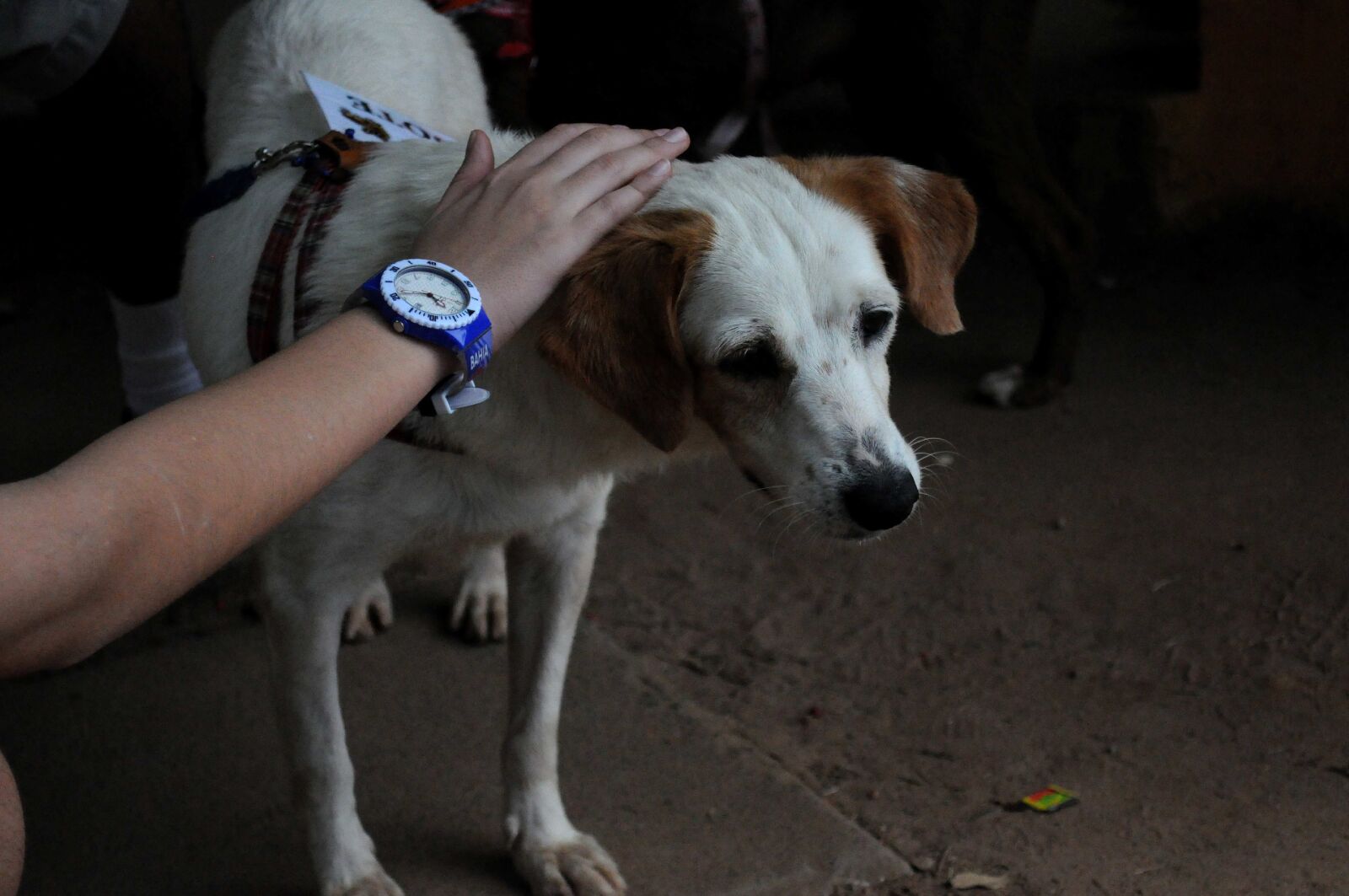 Nikon D5000 sample photo. White, dog, guide photography