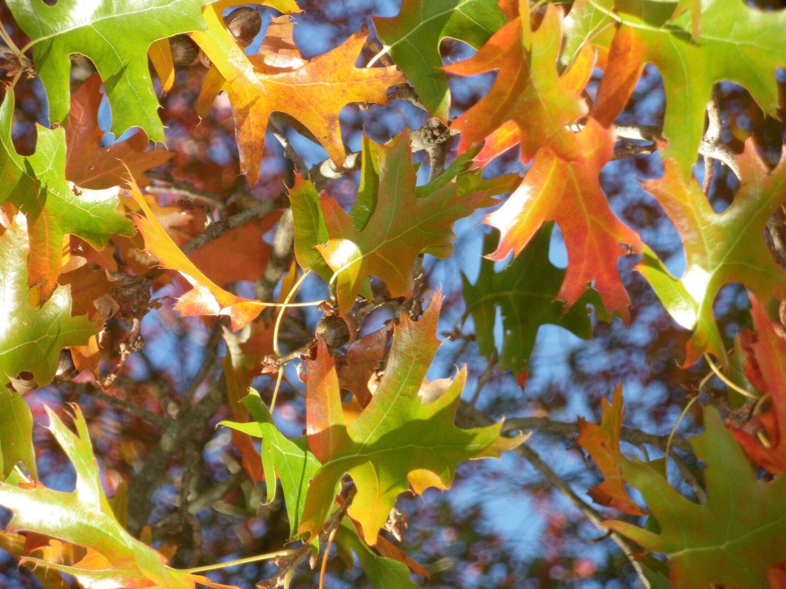 Pentax Optio M60 sample photo. Fall, fire, colors photography