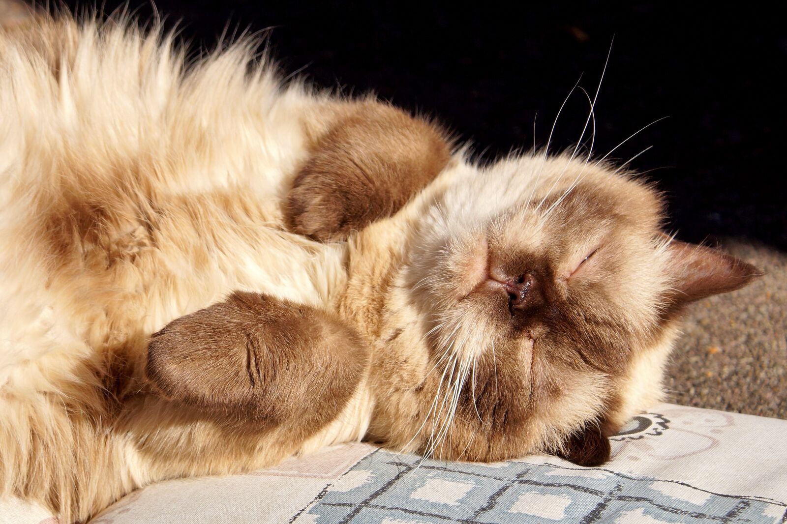 Sony DT 18-70mm F3.5-5.6 sample photo. Cat, breed cat, british photography