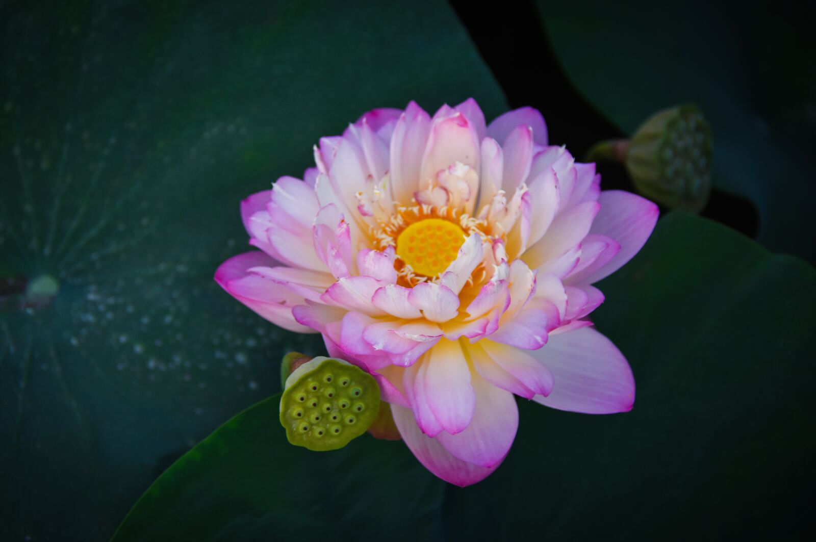 Nikon D7200 sample photo. Golden lotus border pink photography