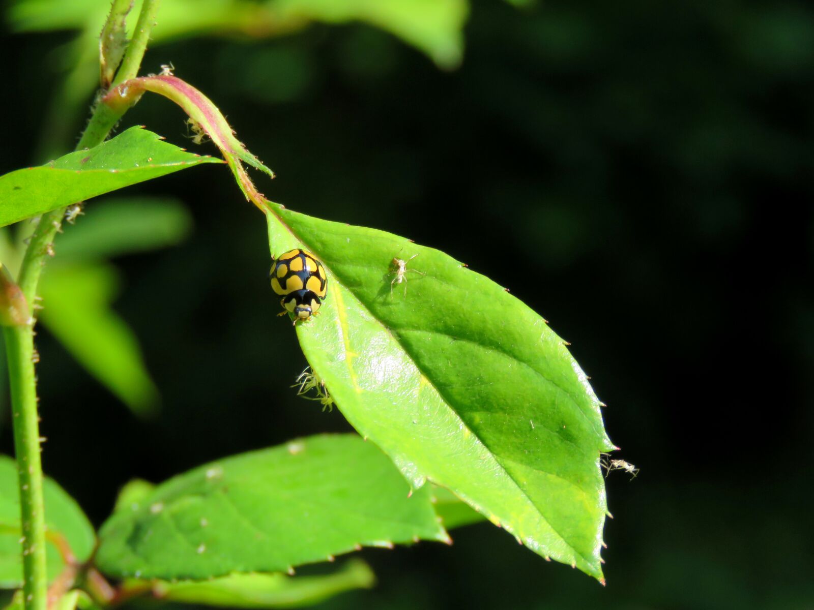 Canon PowerShot SX60 HS sample photo. Ladybird, ladybug, beetle photography