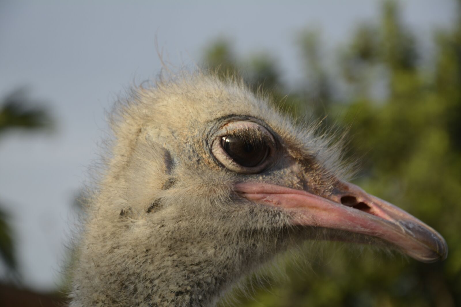 Nikon D7100 sample photo. Bouquet, ostrich head, bird photography