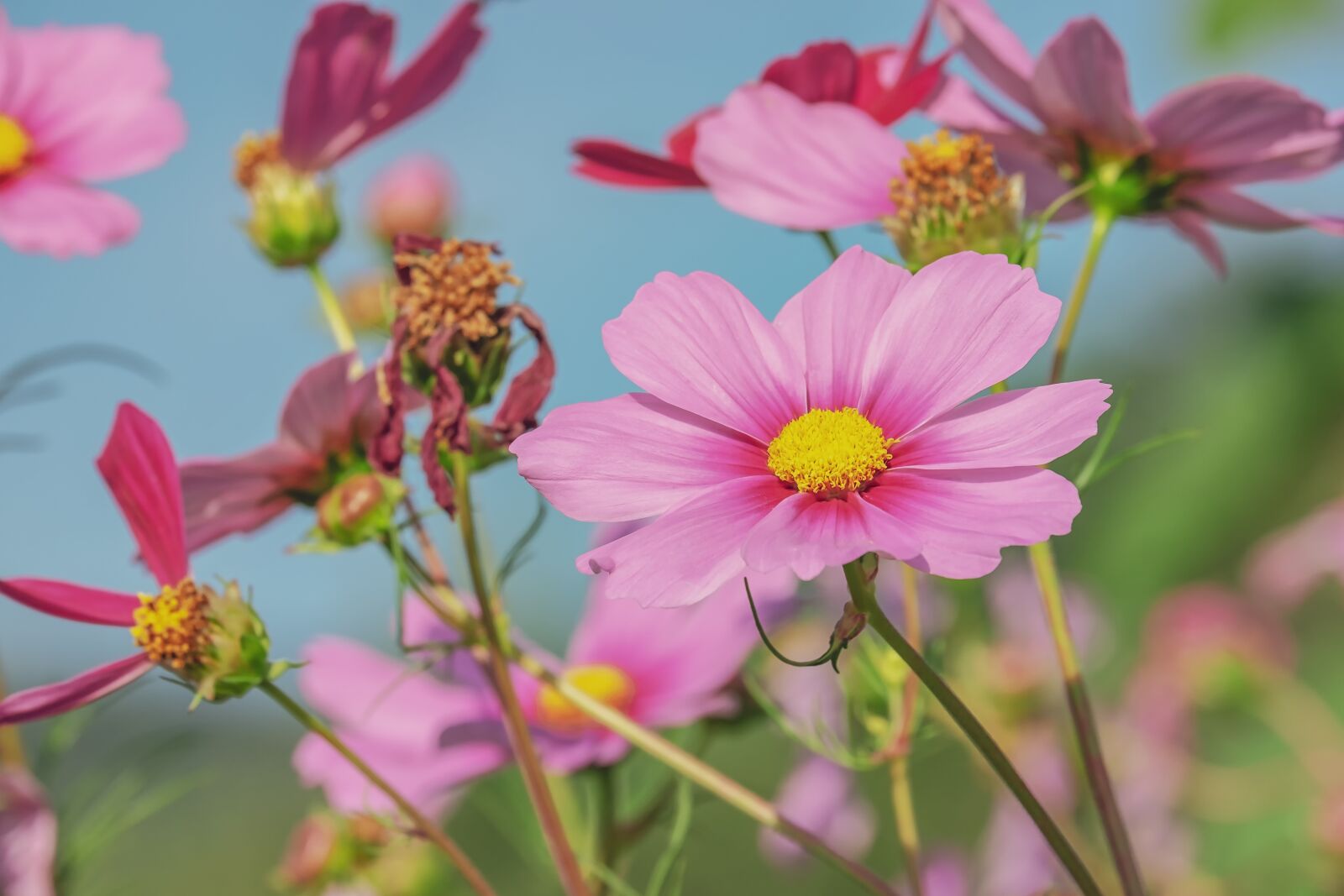 Fujifilm X-T10 sample photo. Cosmea, flower, blossom photography
